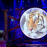 Lets help the tiger concert